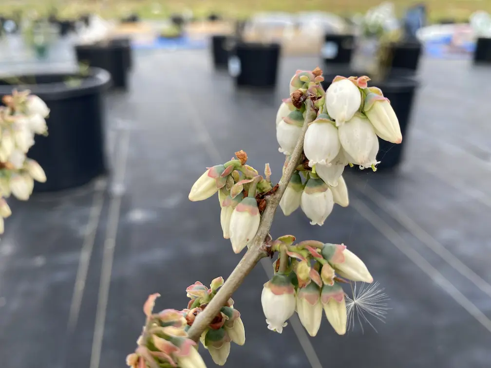 タイタン　開花