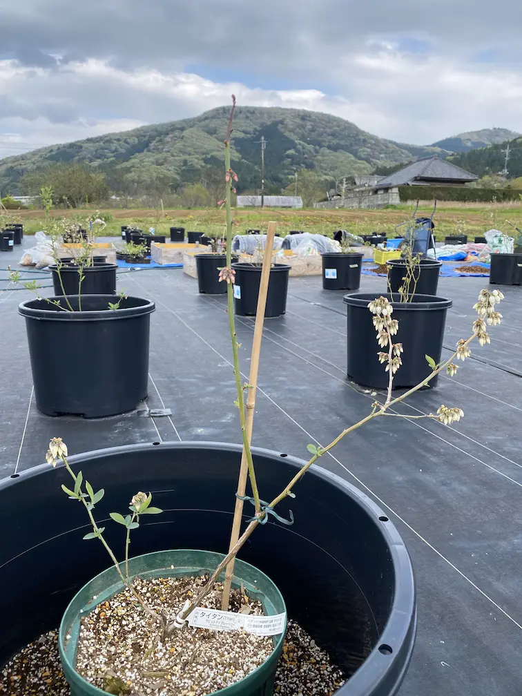 タイタン　苗木