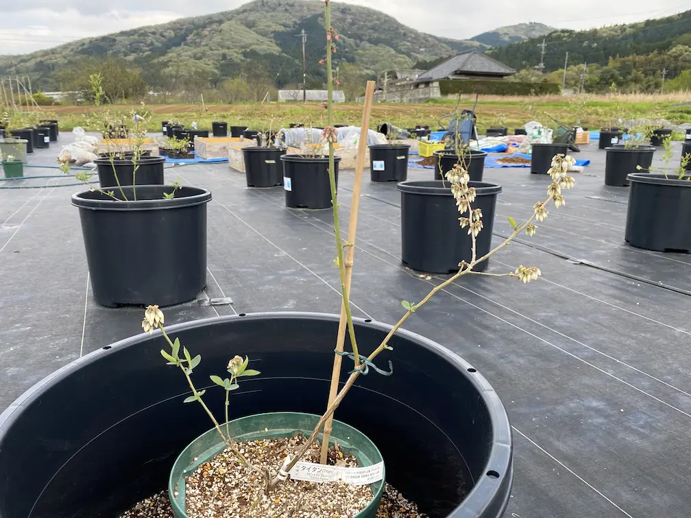 タイタン　苗木