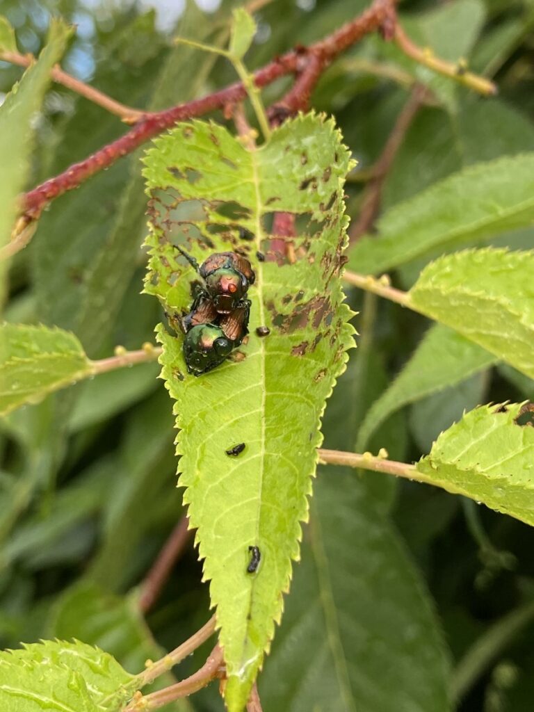 コガネムシ成虫