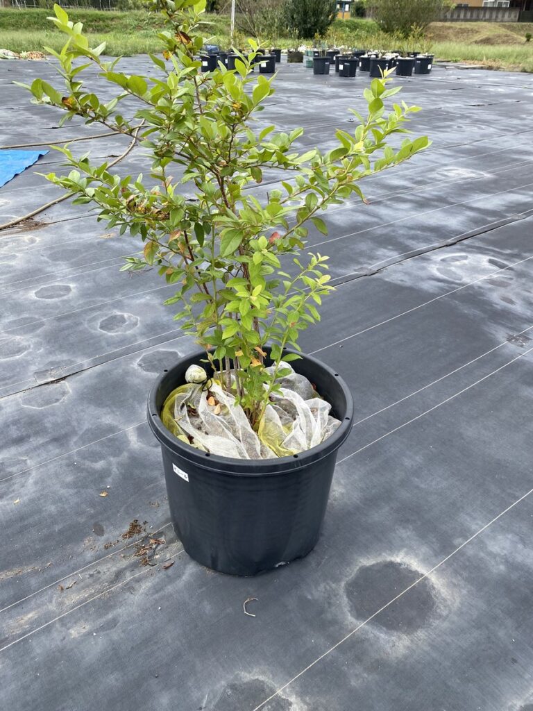 秋の剪定前のオニールの写真