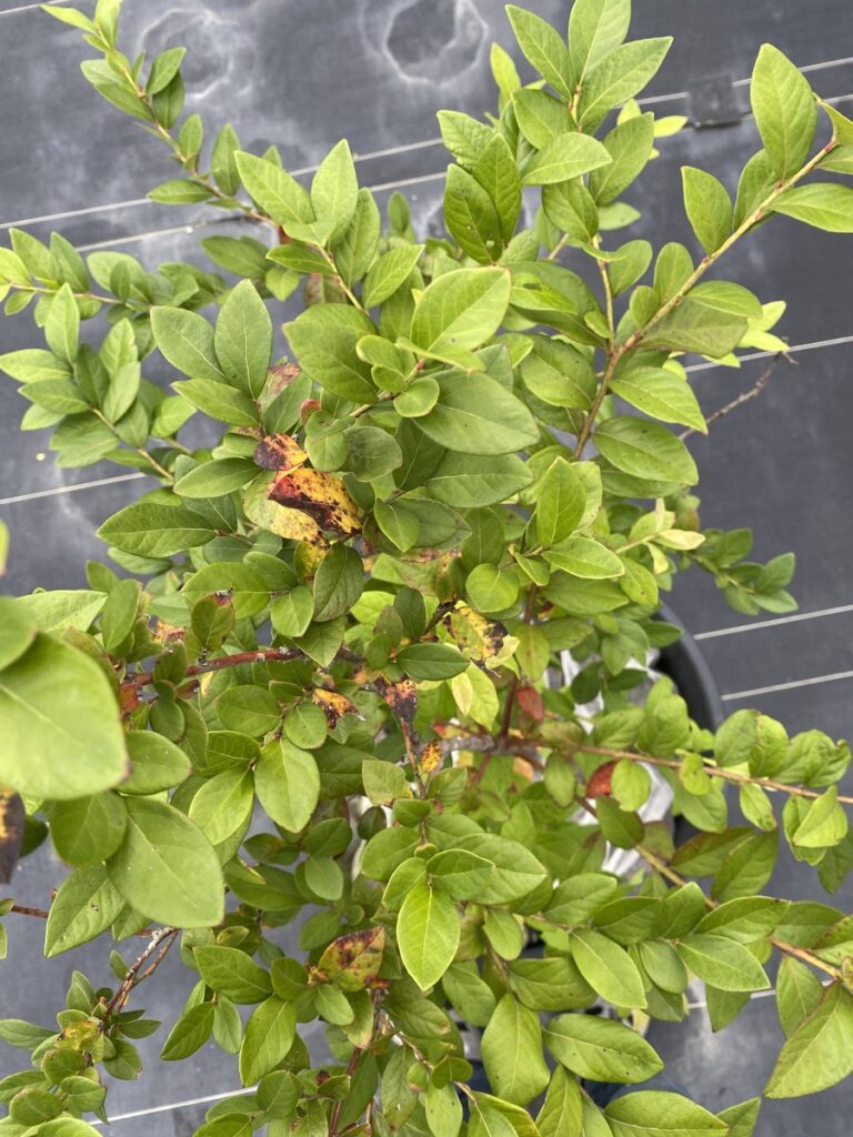 秋の剪定前のオニールの上部写真