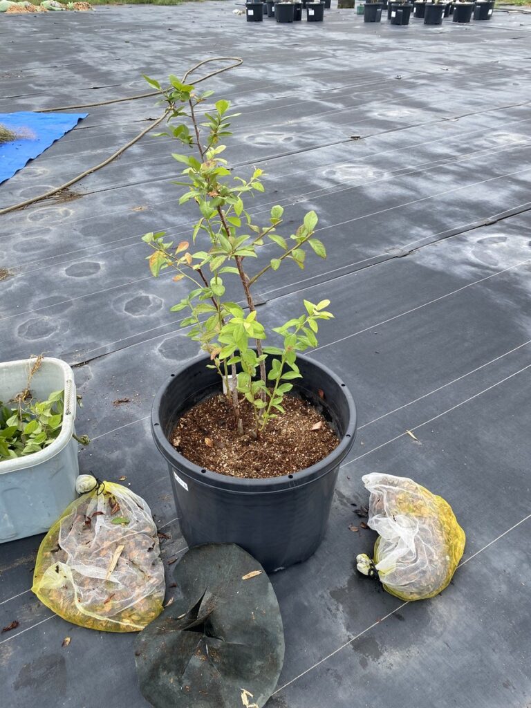 秋の剪定後のオニールの写真