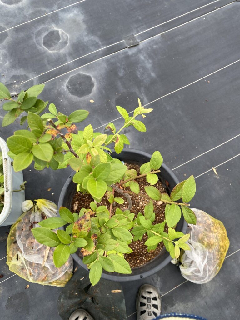 秋の剪定後のオニールの上部写真