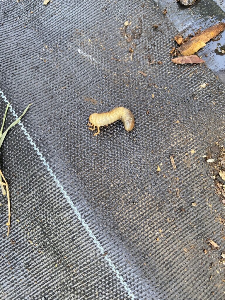 コガネムシの幼虫