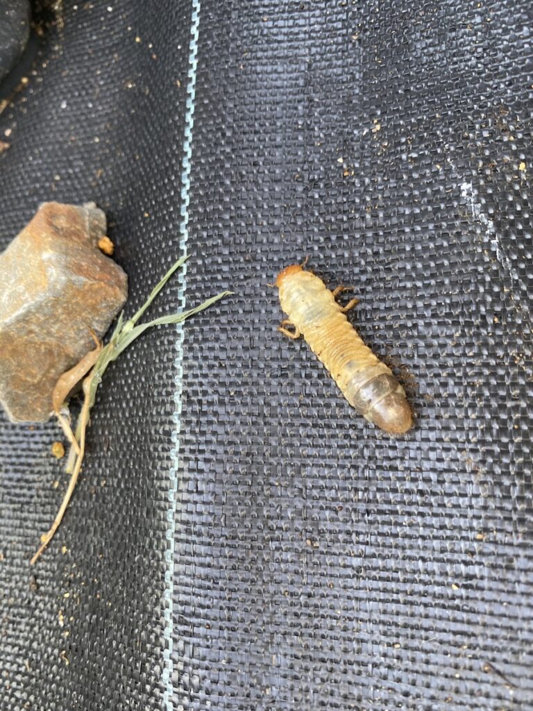 コガネムシの幼虫