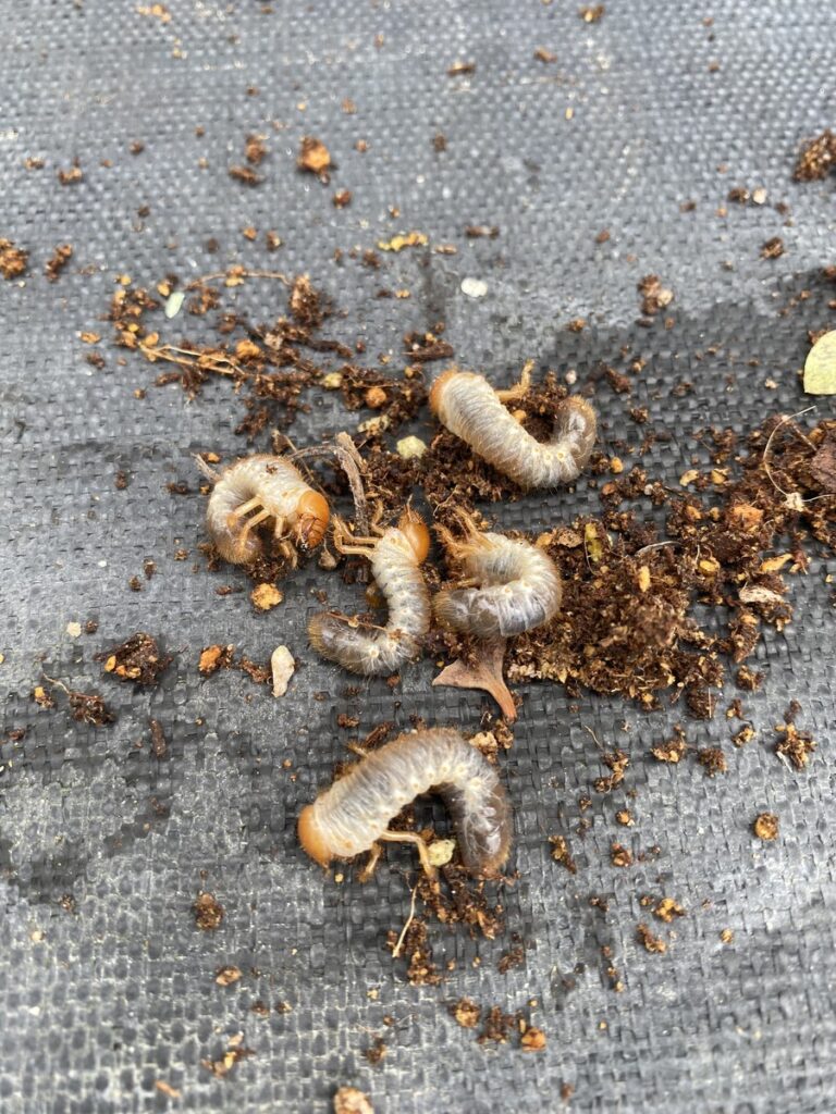 コガネムシ幼虫の写真
