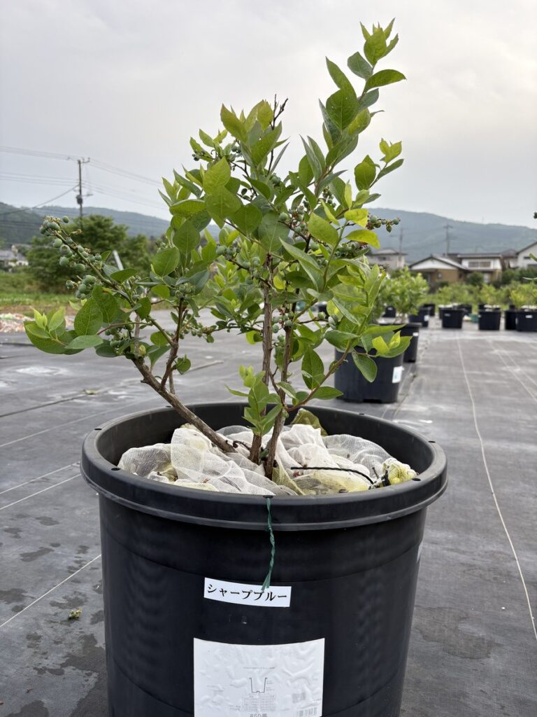 Sharpblue-pollination