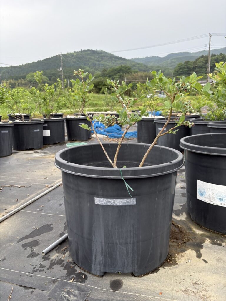 New Harnover-pollination