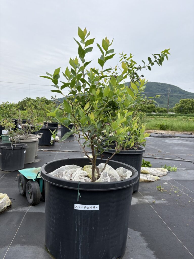 Snowchaser-pollination