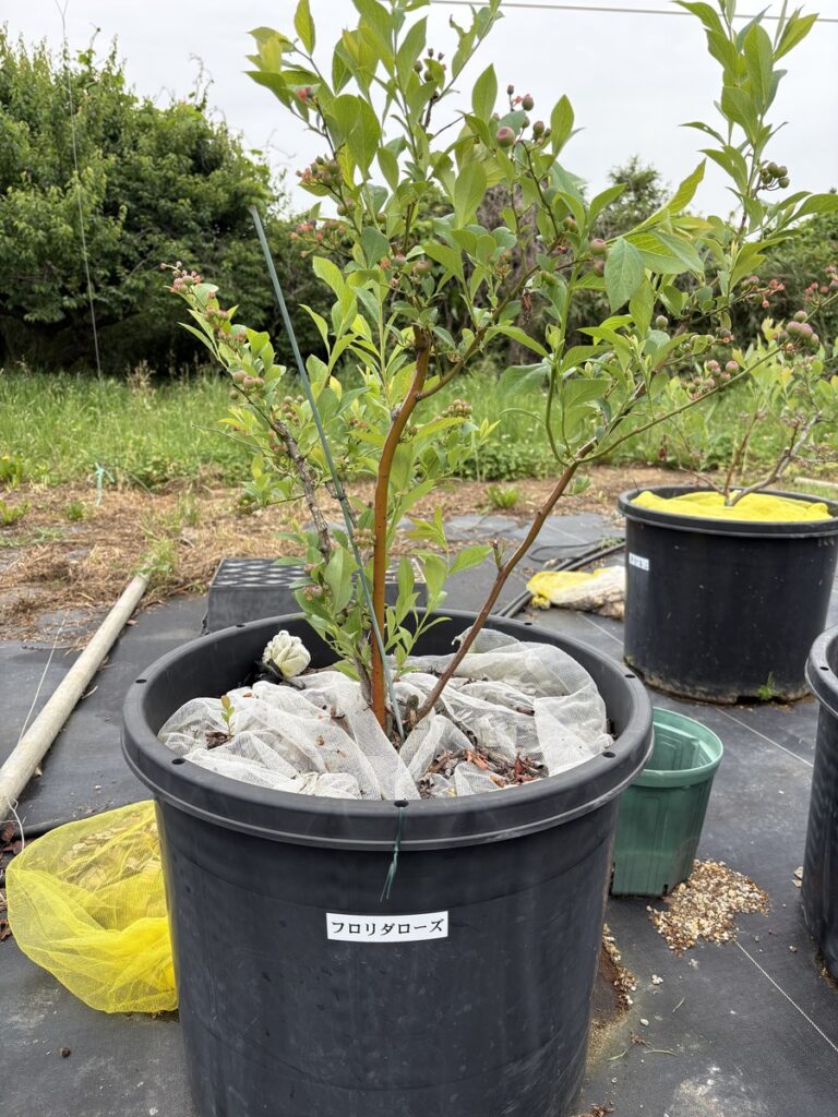 Florida Rose-pollination